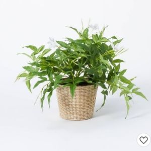 Jasmine in Basket - Threshold™ designed with Studio McGee